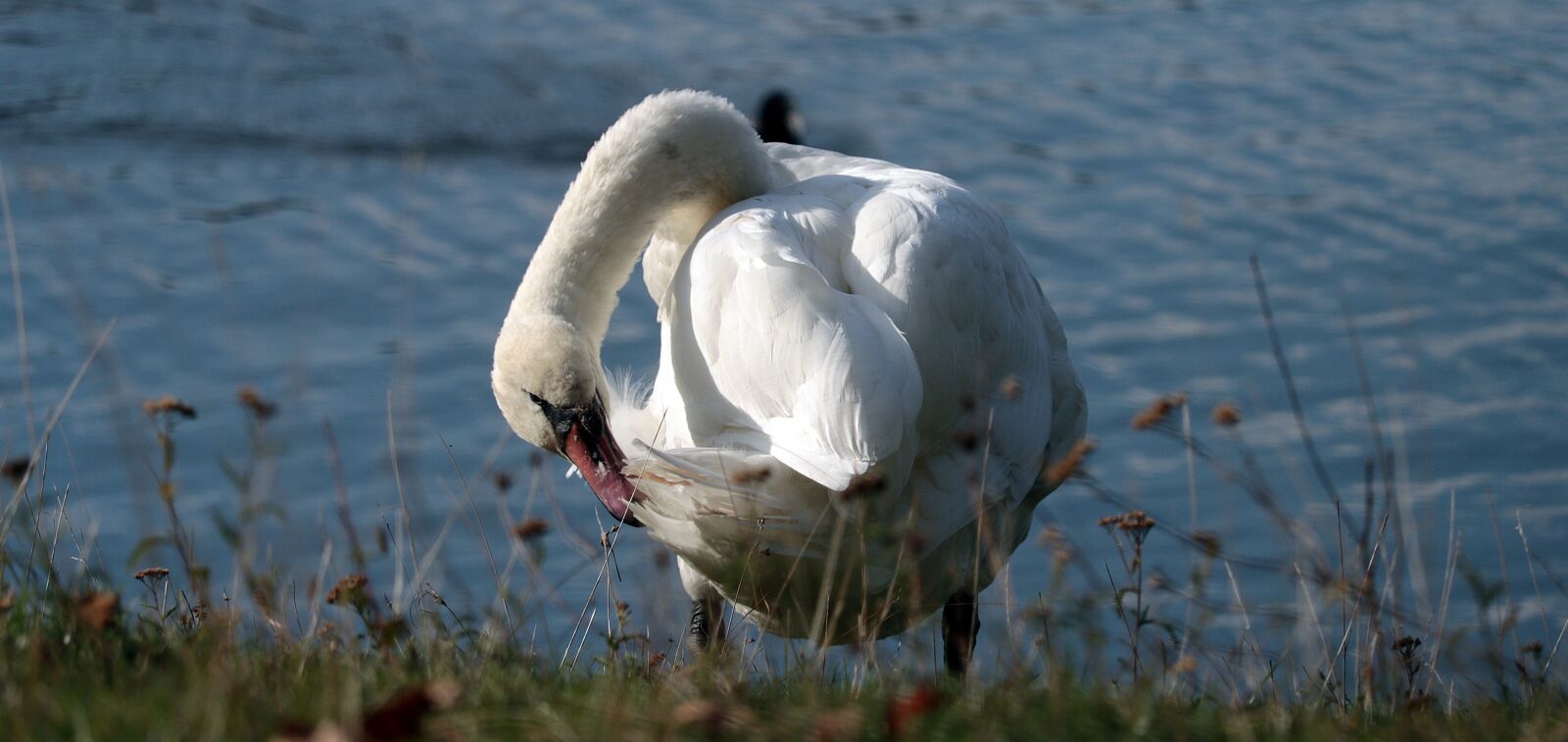 Canon EF-S 55-250mm F4-5.6 IS STM sample photo. Swan, water, nature photography