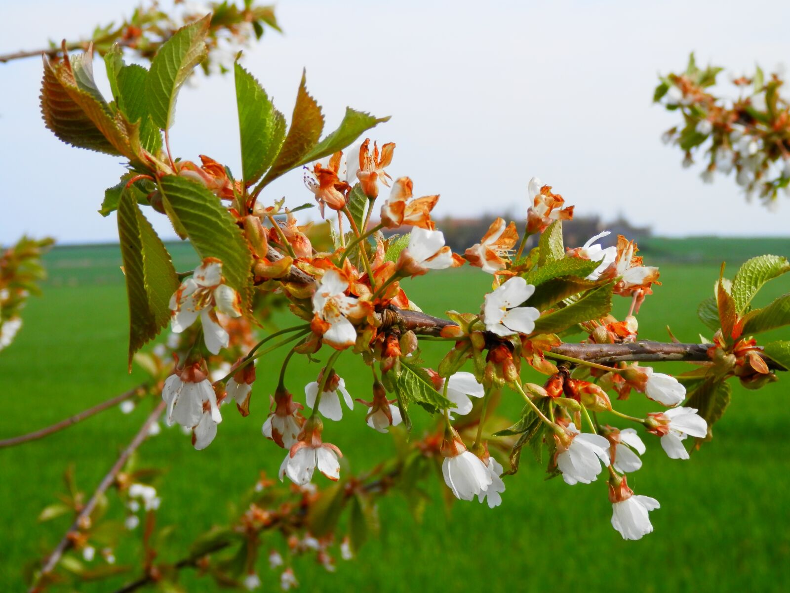 Olympus SZ-14 sample photo. Branch, flowering, tree photography