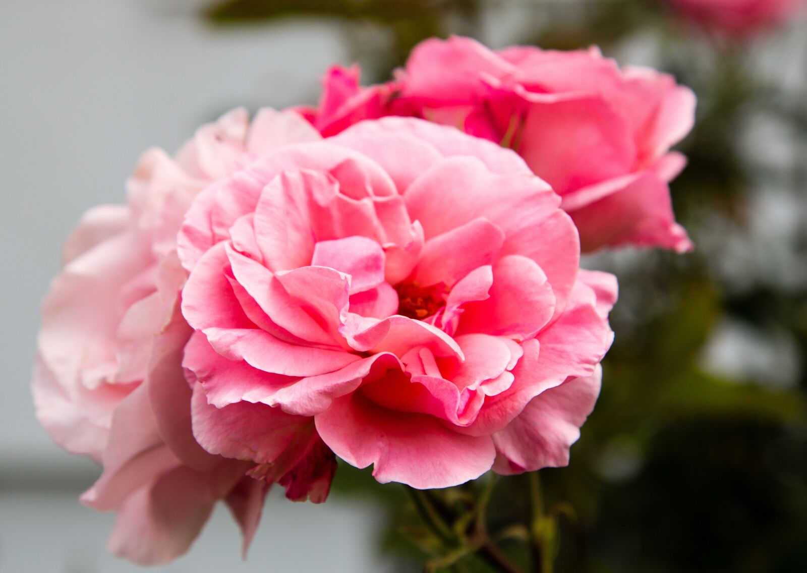 Canon EOS 70D sample photo. Rose, flower, flora photography