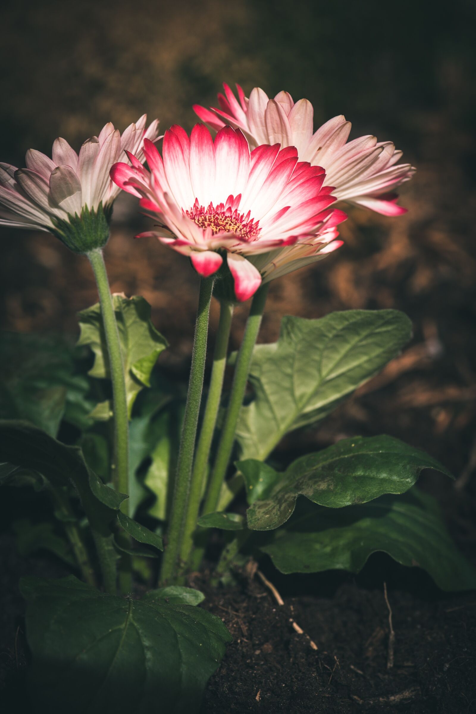 Nikon D750 sample photo. Gerbera, flowers, plant photography
