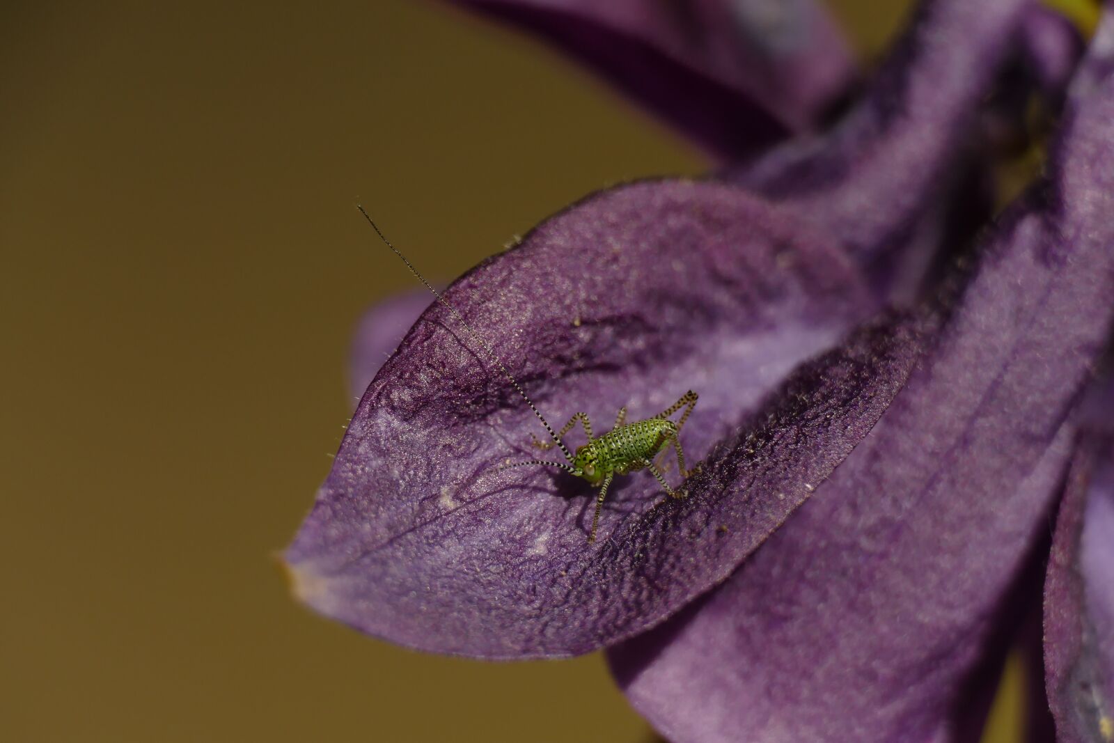 Panasonic Lumix DMC-FZ1000 sample photo. Macro, grasshopper, insect photography