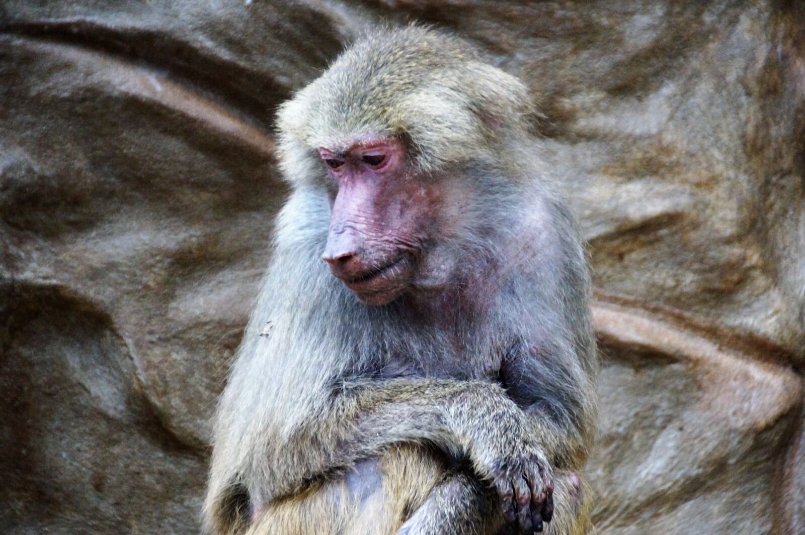 Sony SLT-A58 sample photo. Monkey, baboon, animal photography
