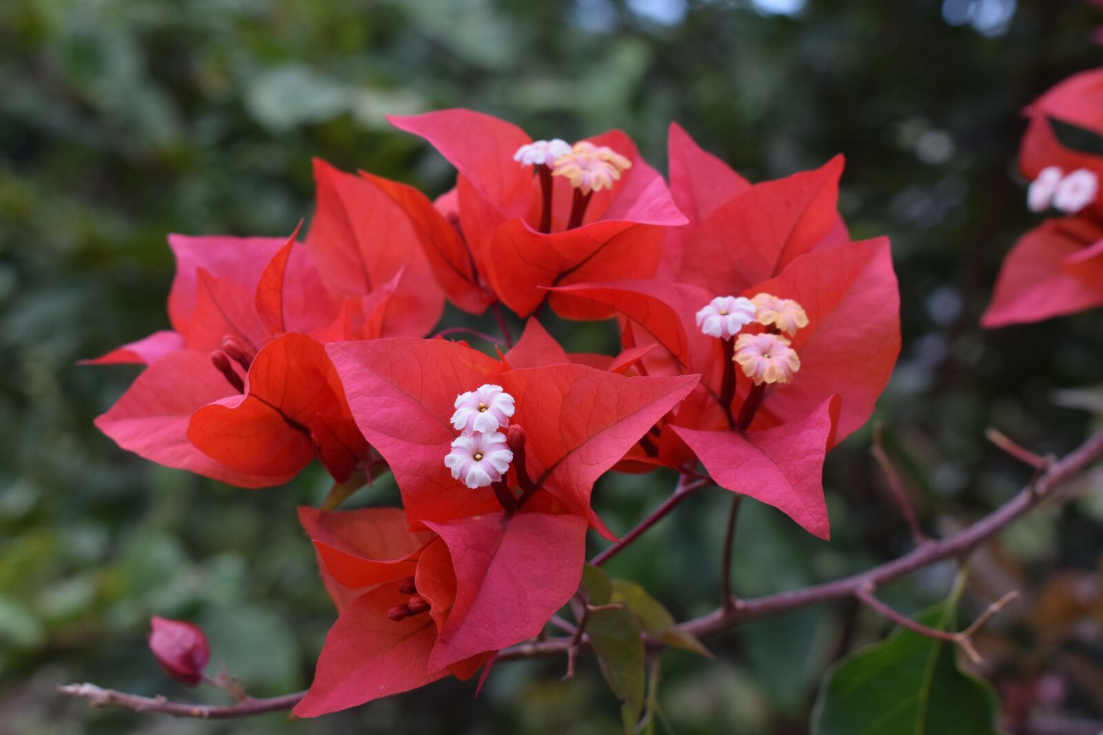 Nikon D5300 sample photo. Colombia, flowers, petal photography