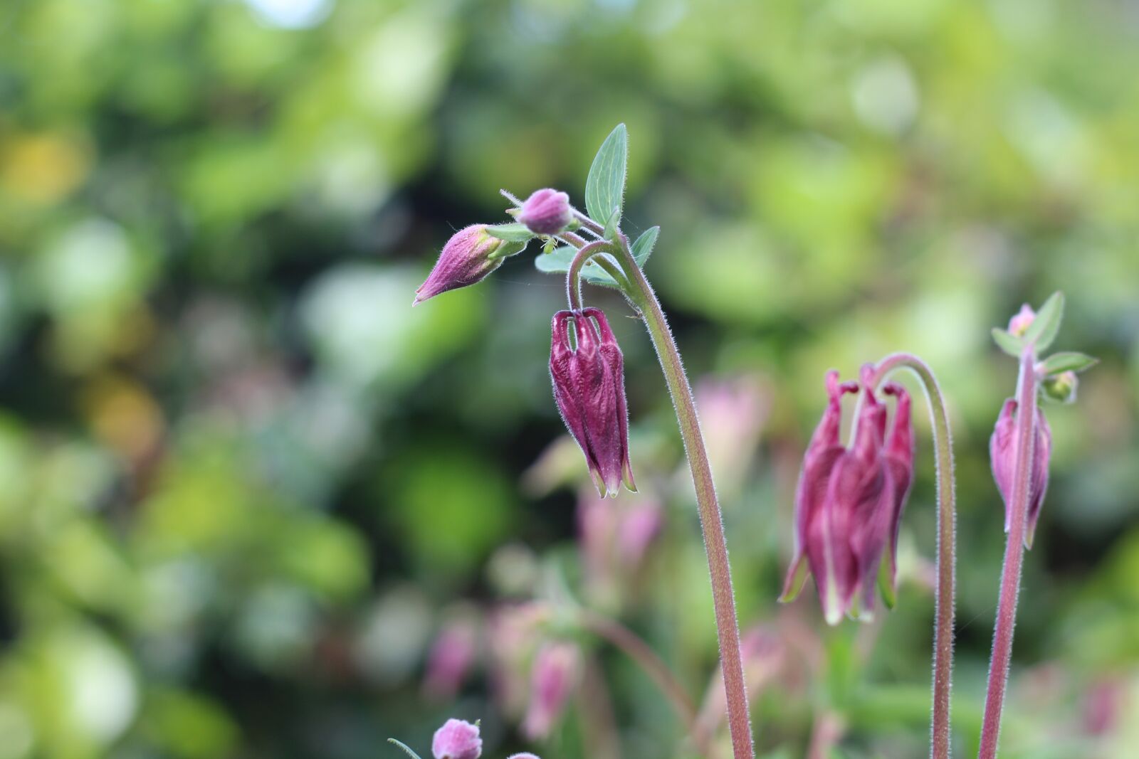 Canon EOS 1300D (EOS Rebel T6 / EOS Kiss X80) + Canon EF 50mm F1.8 STM sample photo. Aquilegia, columbine, granny's bonnet photography