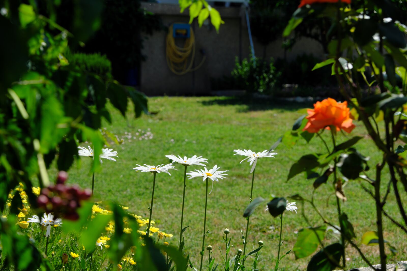 Fujifilm X-T2 sample photo. Garden, flowers, summer photography