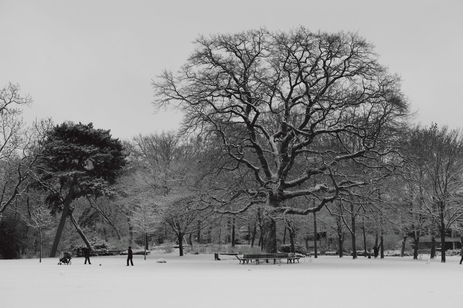 Canon EOS 5D Mark II sample photo. Winter, park, tree photography