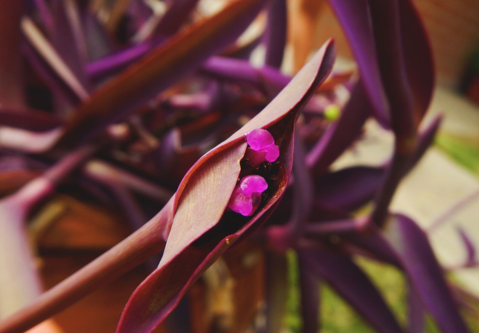Nikon Coolpix AW110 sample photo. Purple flower, petals, purple photography