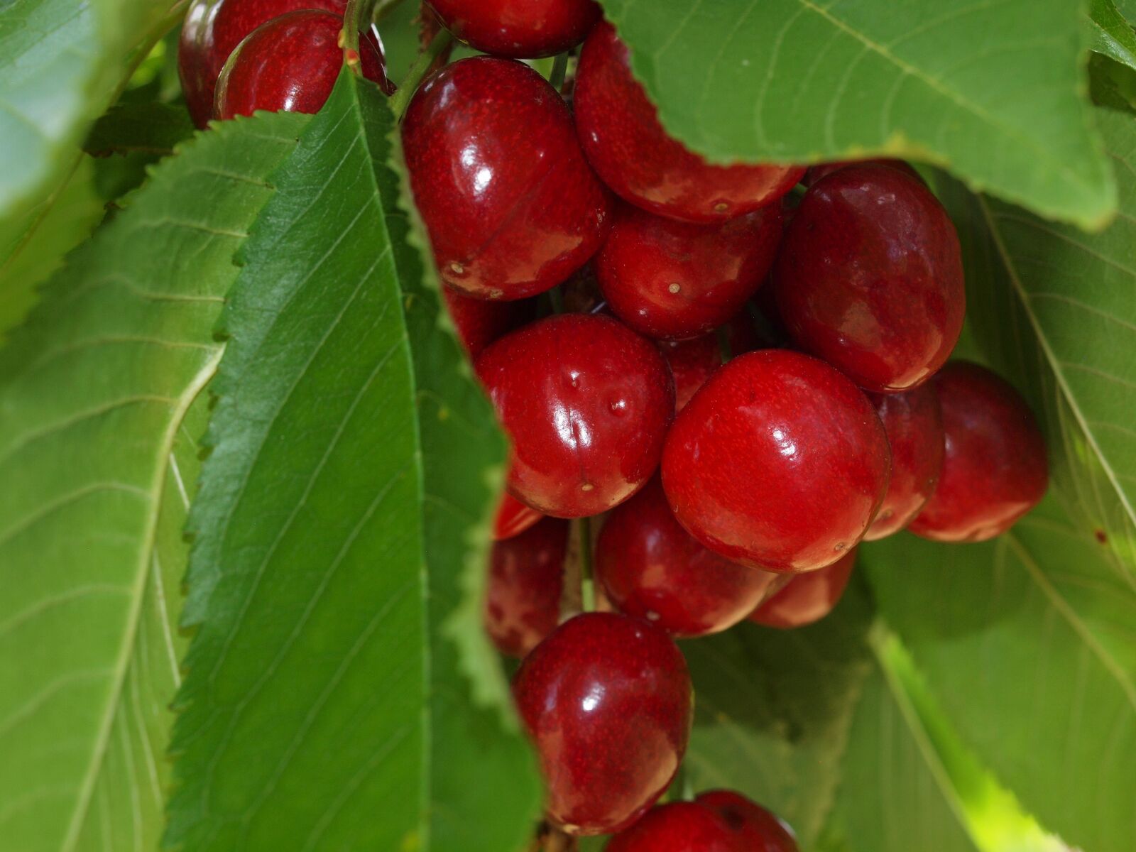 Olympus E-620 (EVOLT E-620) sample photo. Cherry, fruit, summer photography