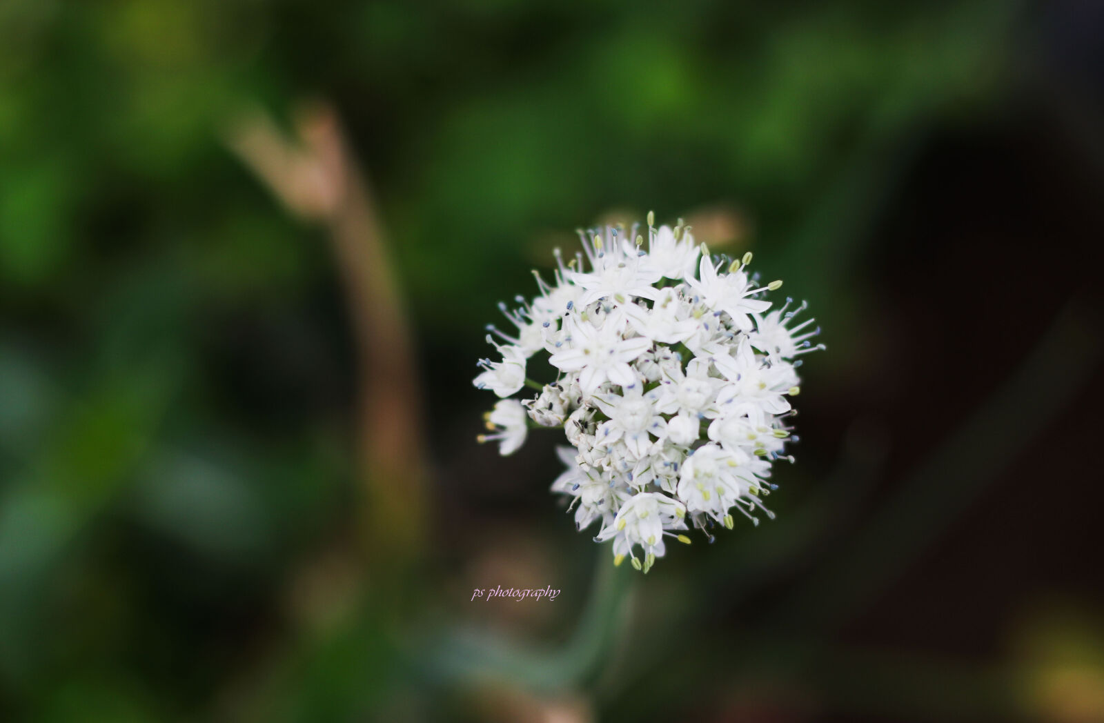 Canon EOS 70D + Canon EF 50mm F1.8 STM sample photo