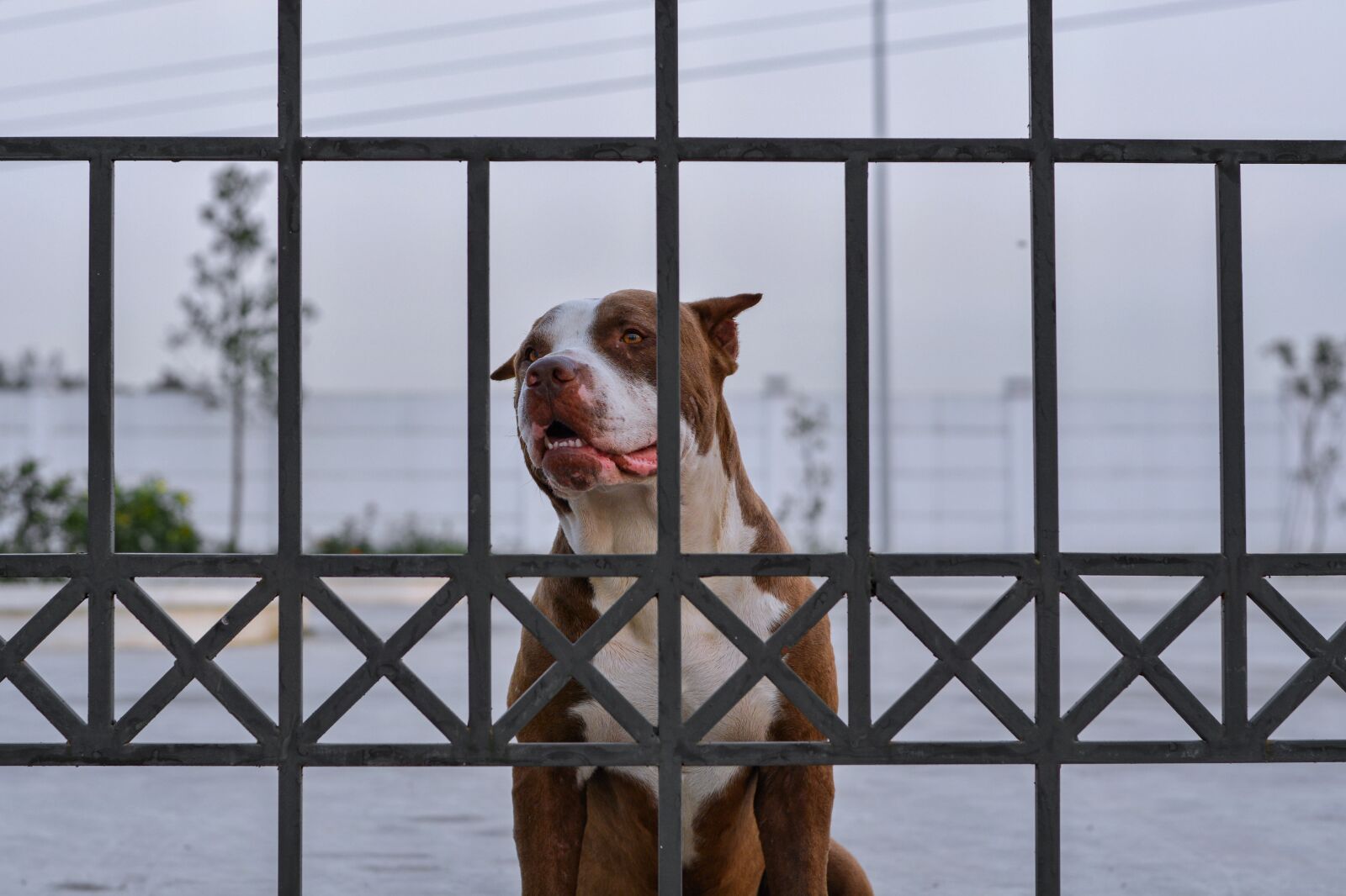 Nikon D7100 sample photo. Dog, waiting, pet photography