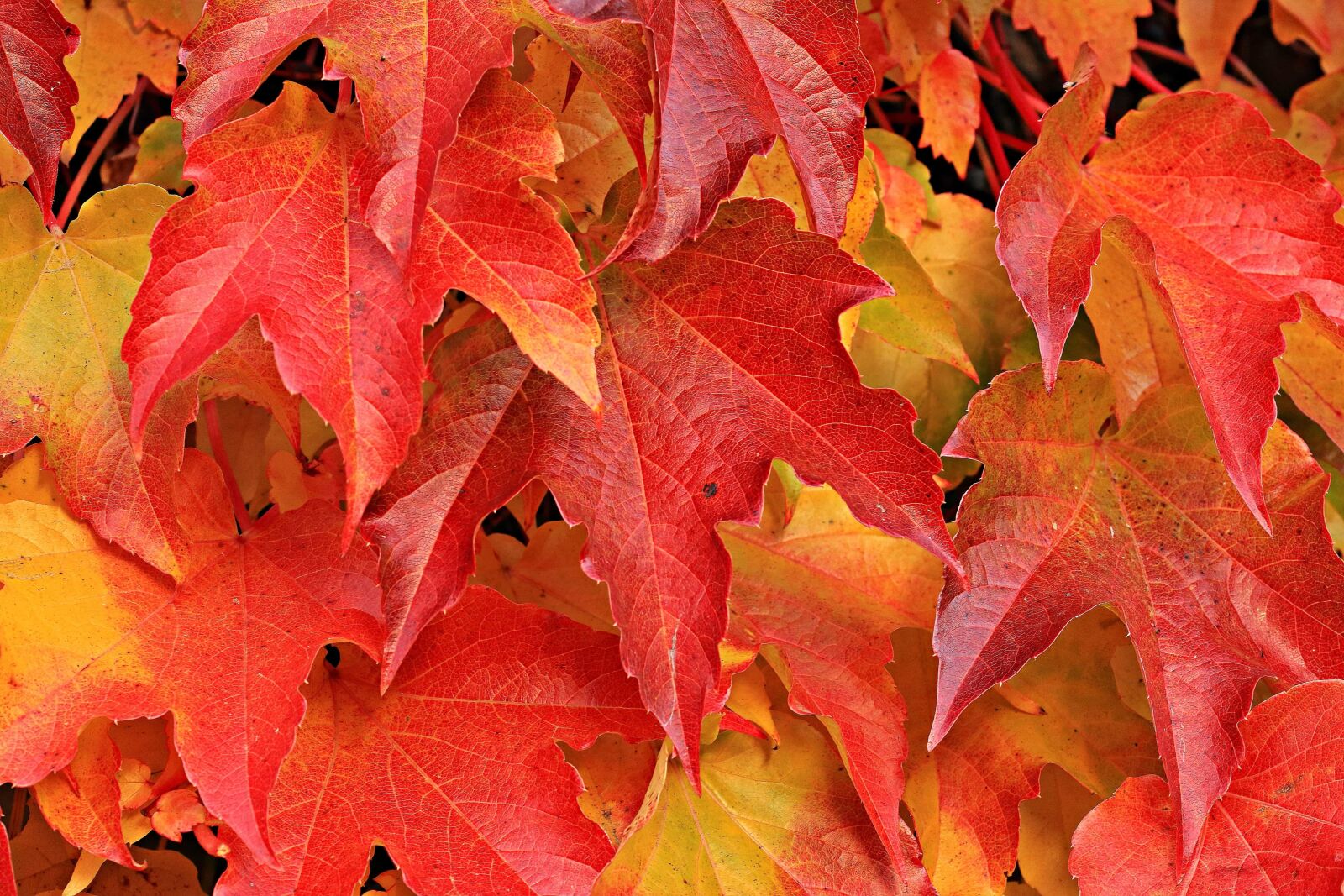 Canon EOS 80D sample photo. Leaf, nature, autumn, plant photography
