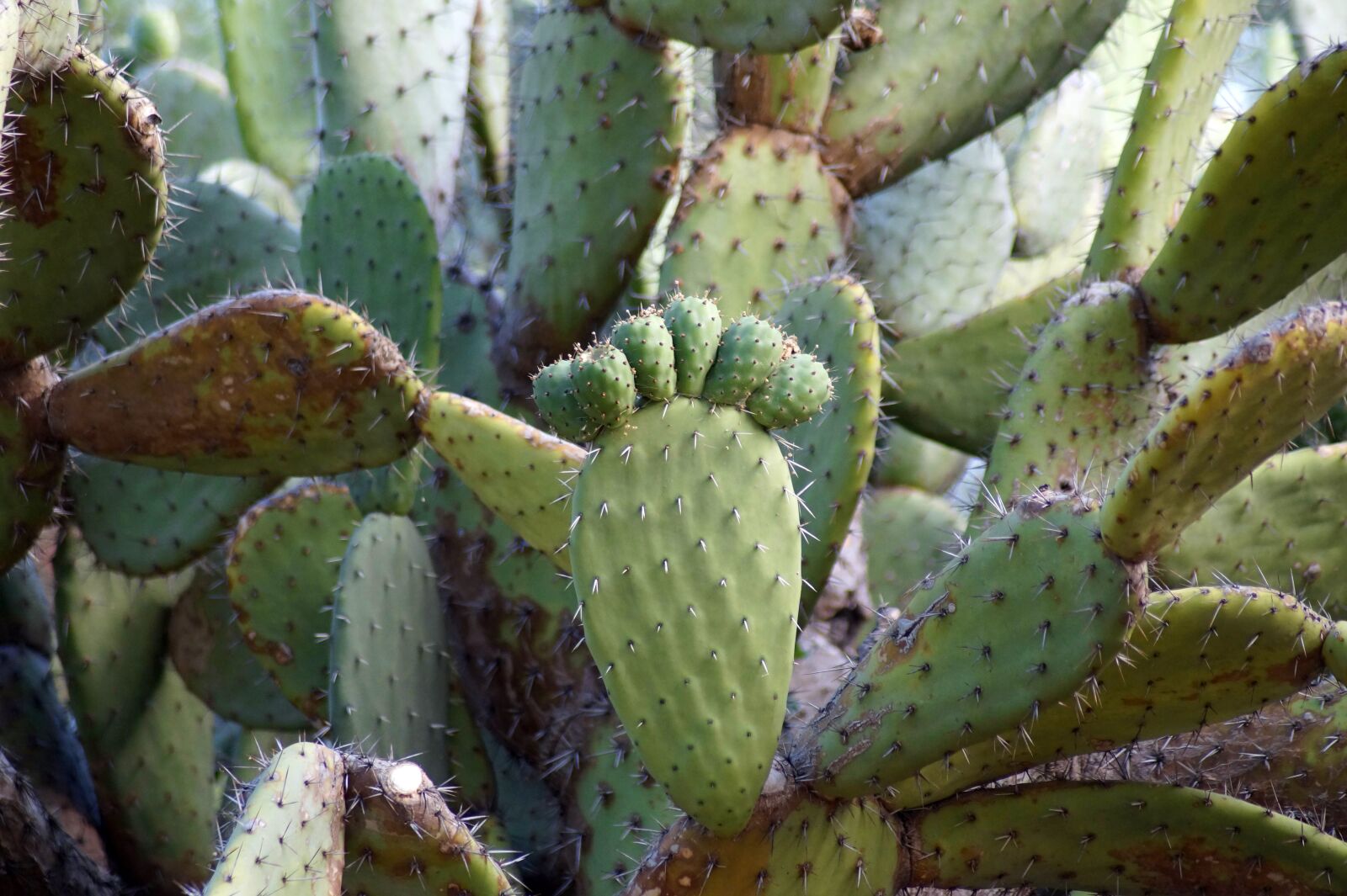 Sony SLT-A58 sample photo. Cactus, plant, spur photography