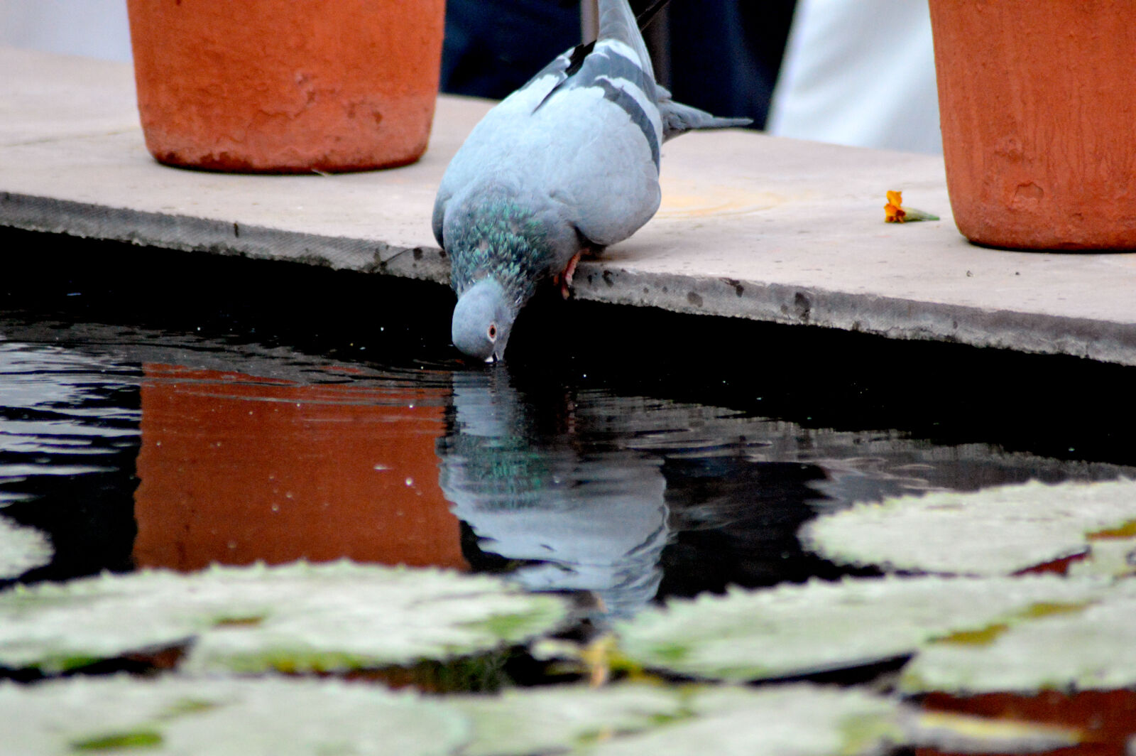 Nikon D3200 sample photo. Drinking, pigeon, pigeons, pond photography