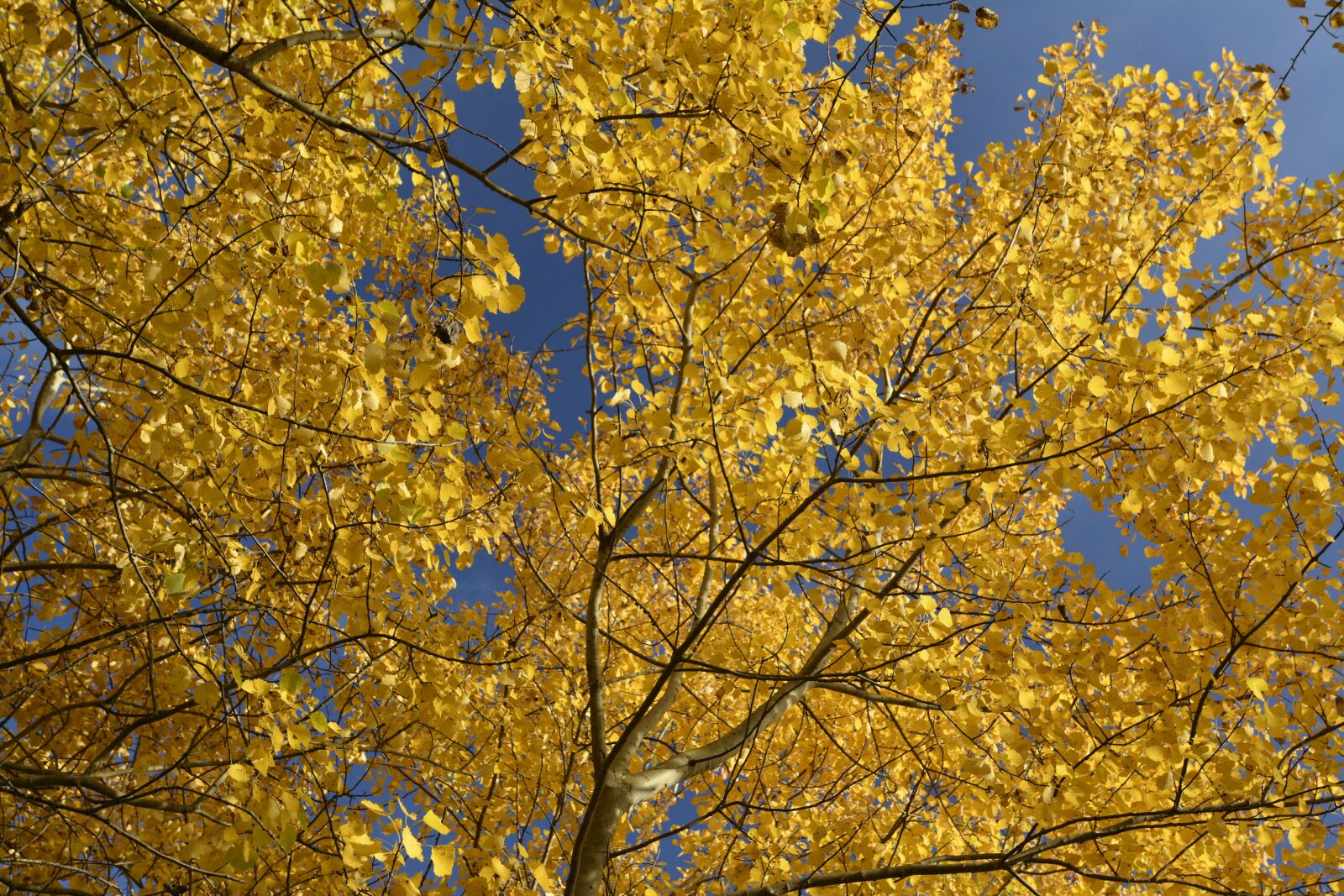 Nikon D7100 sample photo. Autumn, color, golden autumn photography