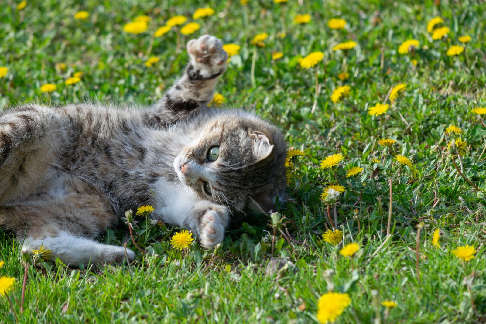 Nikon D3300 sample photo. Kitten, cat, cute photography