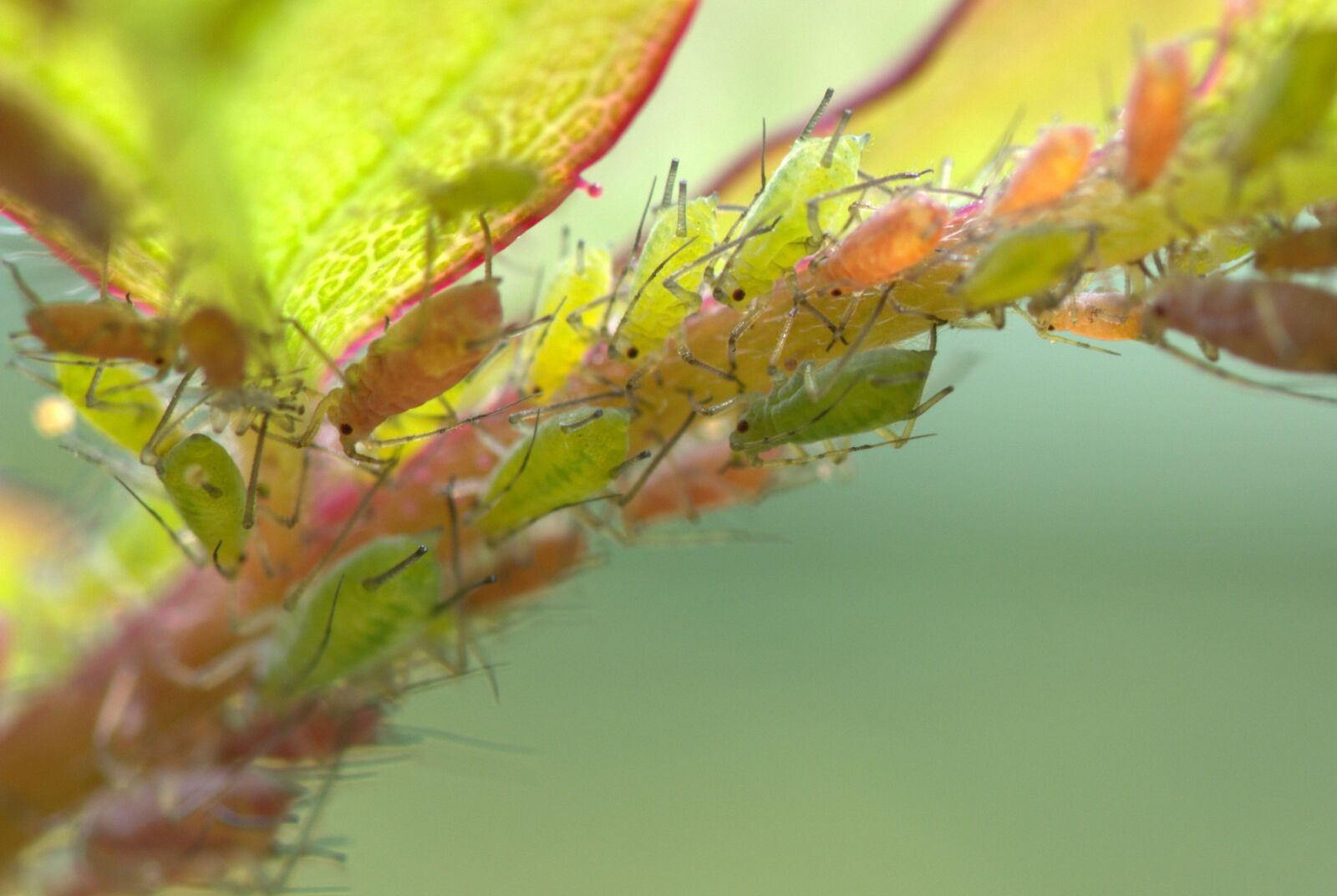 Nikon D5200 sample photo. Large rose aphids, aphids photography