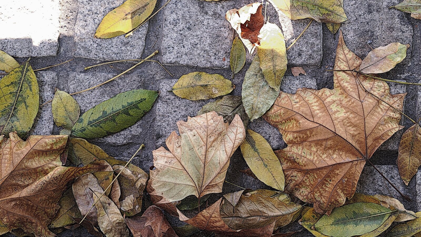 Sony DT 18-55mm F3.5-5.6 SAM II sample photo. Leaves, nature, autumn photography