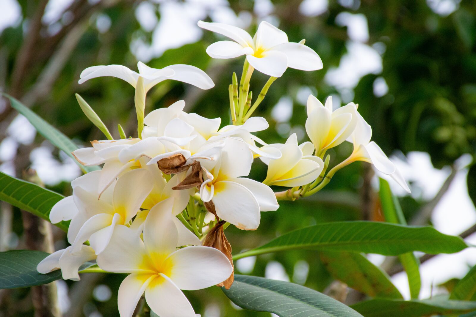 Nikon D3100 sample photo. Macro, sunlight, flower garden photography