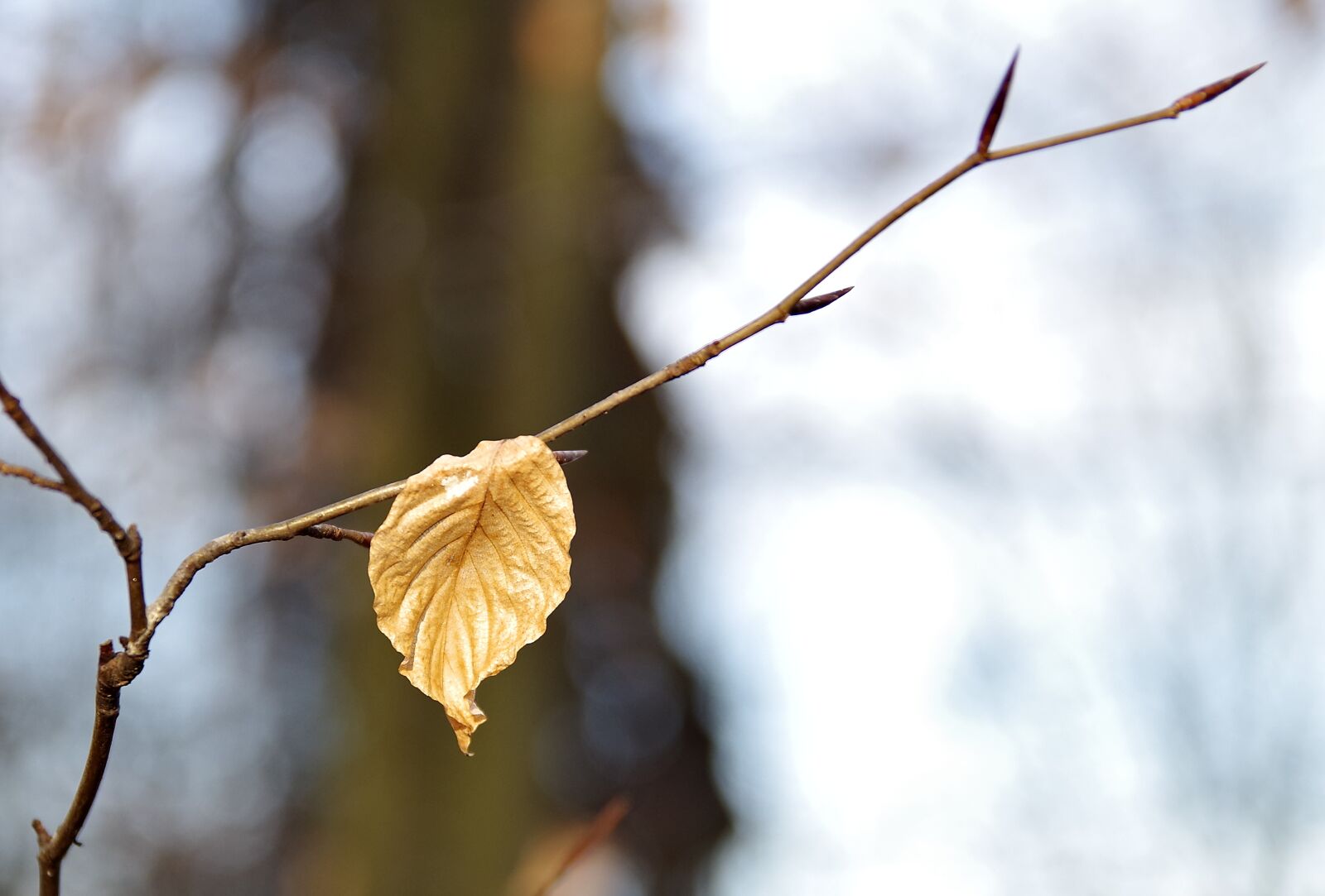 Pentax K-S2 sample photo. Leaf, yellow, hazel photography