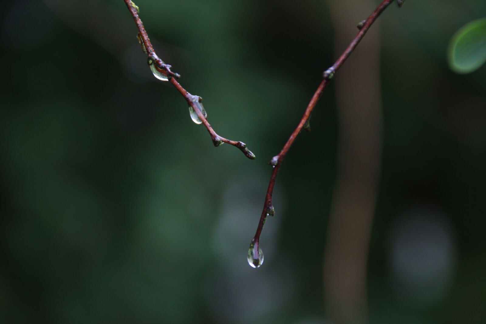 Canon EOS 1300D (EOS Rebel T6 / EOS Kiss X80) sample photo. Raindrop, dew, aesthetic photography