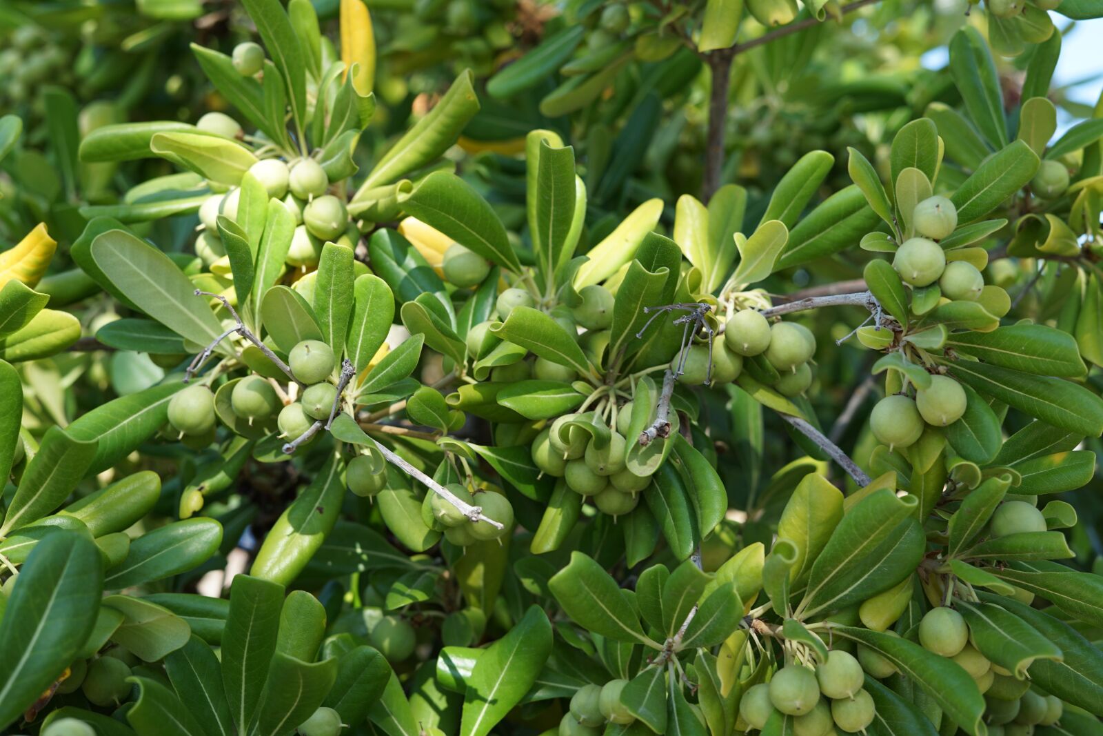Sony a7 II + Sony FE 50mm F1.8 sample photo. Olives, tree, green photography
