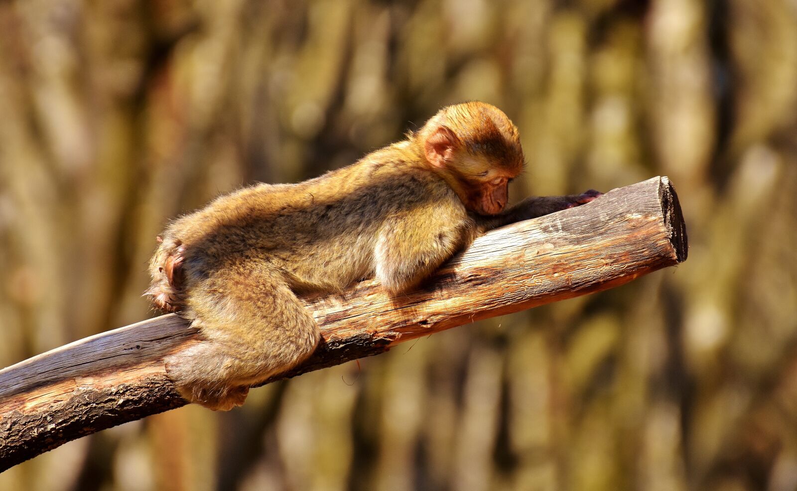 Nikon D7200 sample photo. Barbary ape, endangered species photography