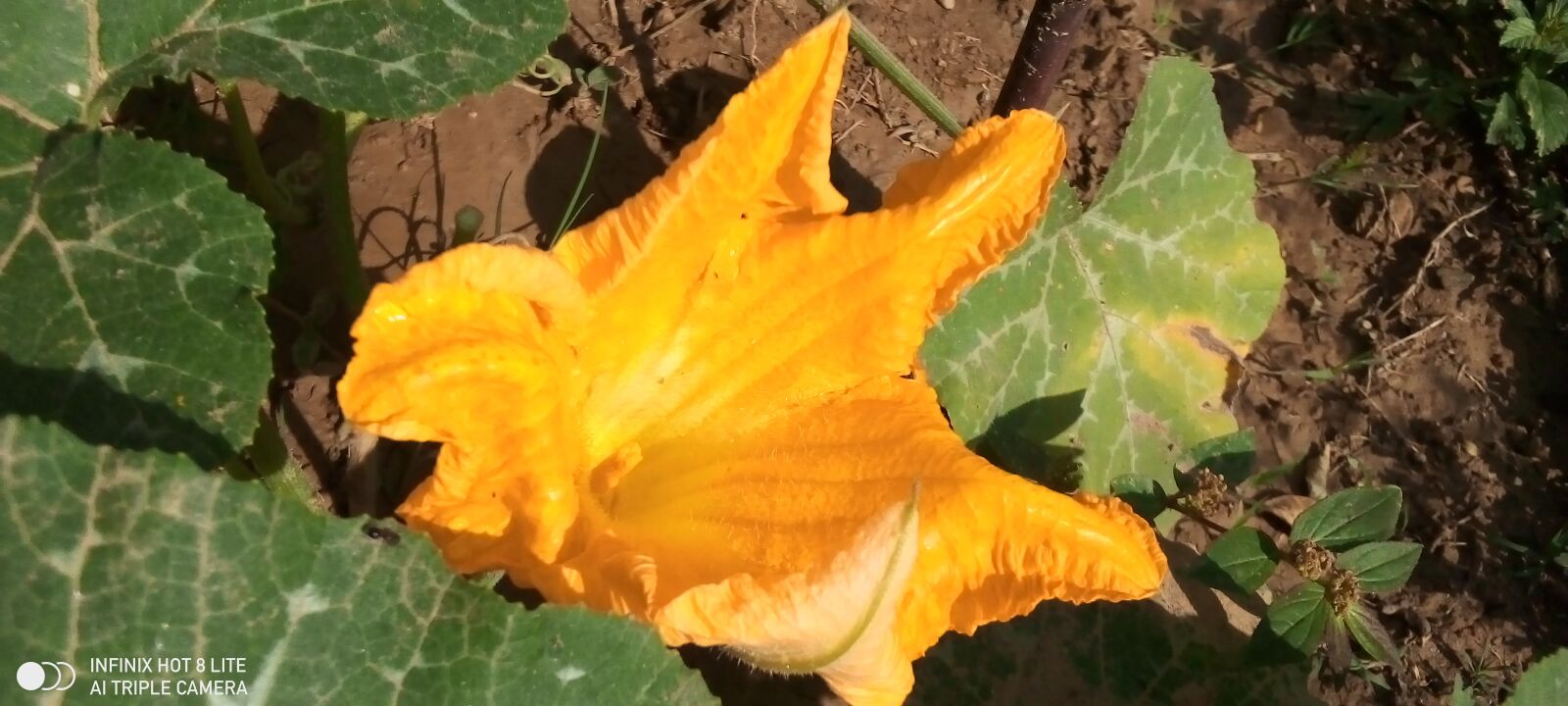 INFINIX MOBILITY LIMITED Infinix X650 sample photo. Flower, pumpkin, vegetable photography