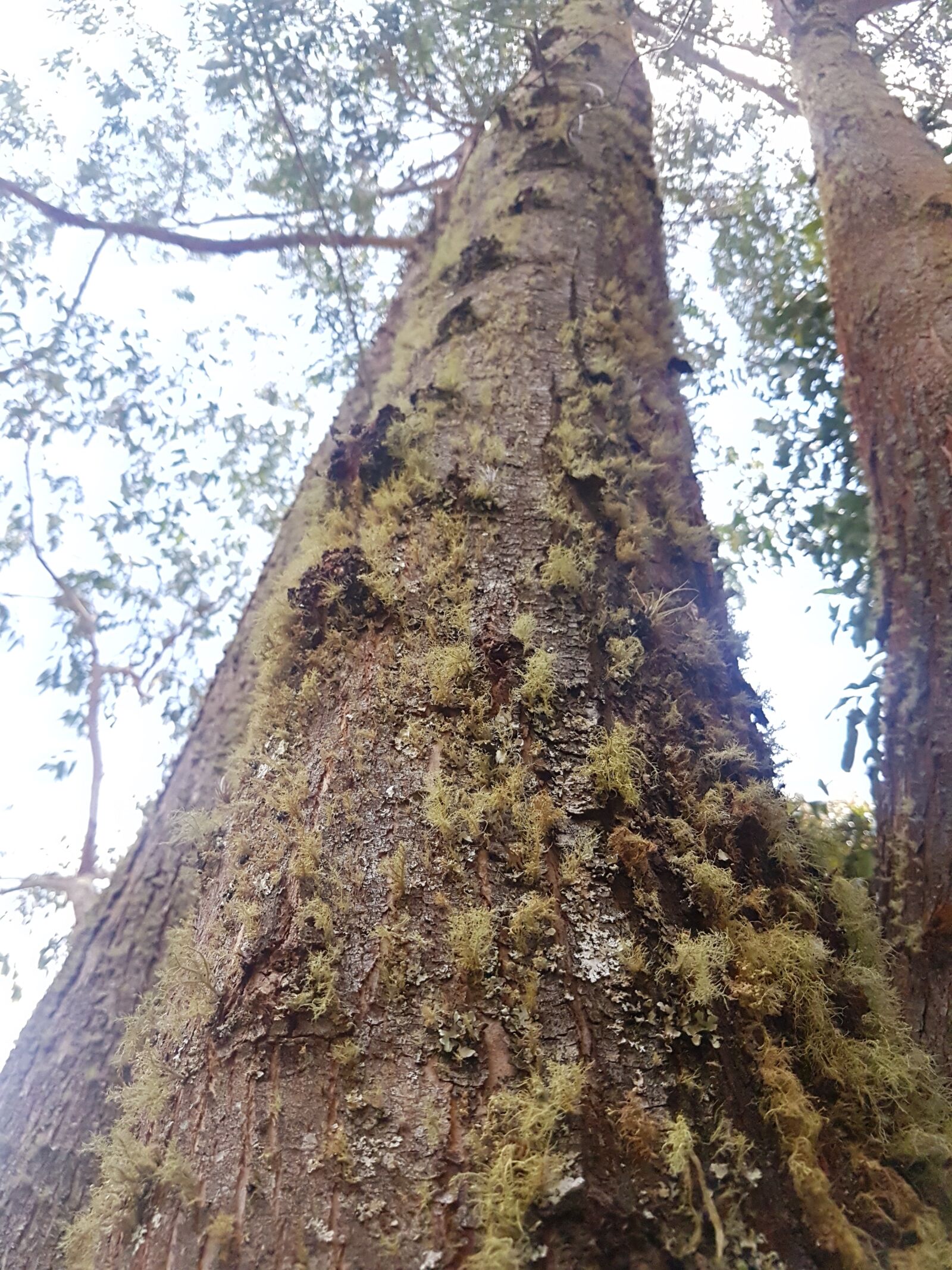 Samsung Galaxy S7 Edge sample photo. Tree, trunk, nature photography