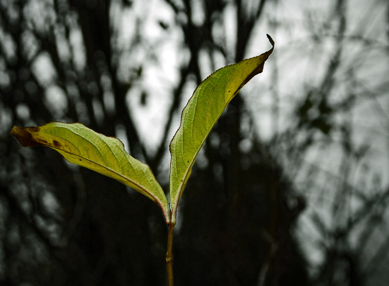 Sony DT 18-200mm F3.5-6.3 sample photo. Autumn, plant photography