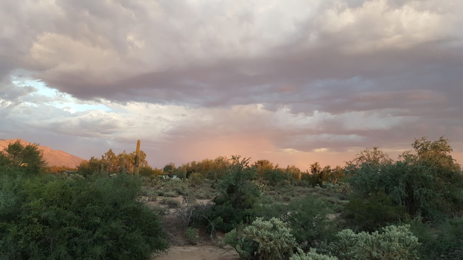 Samsung Galaxy Note5 sample photo. Tucson, desert, cactus photography