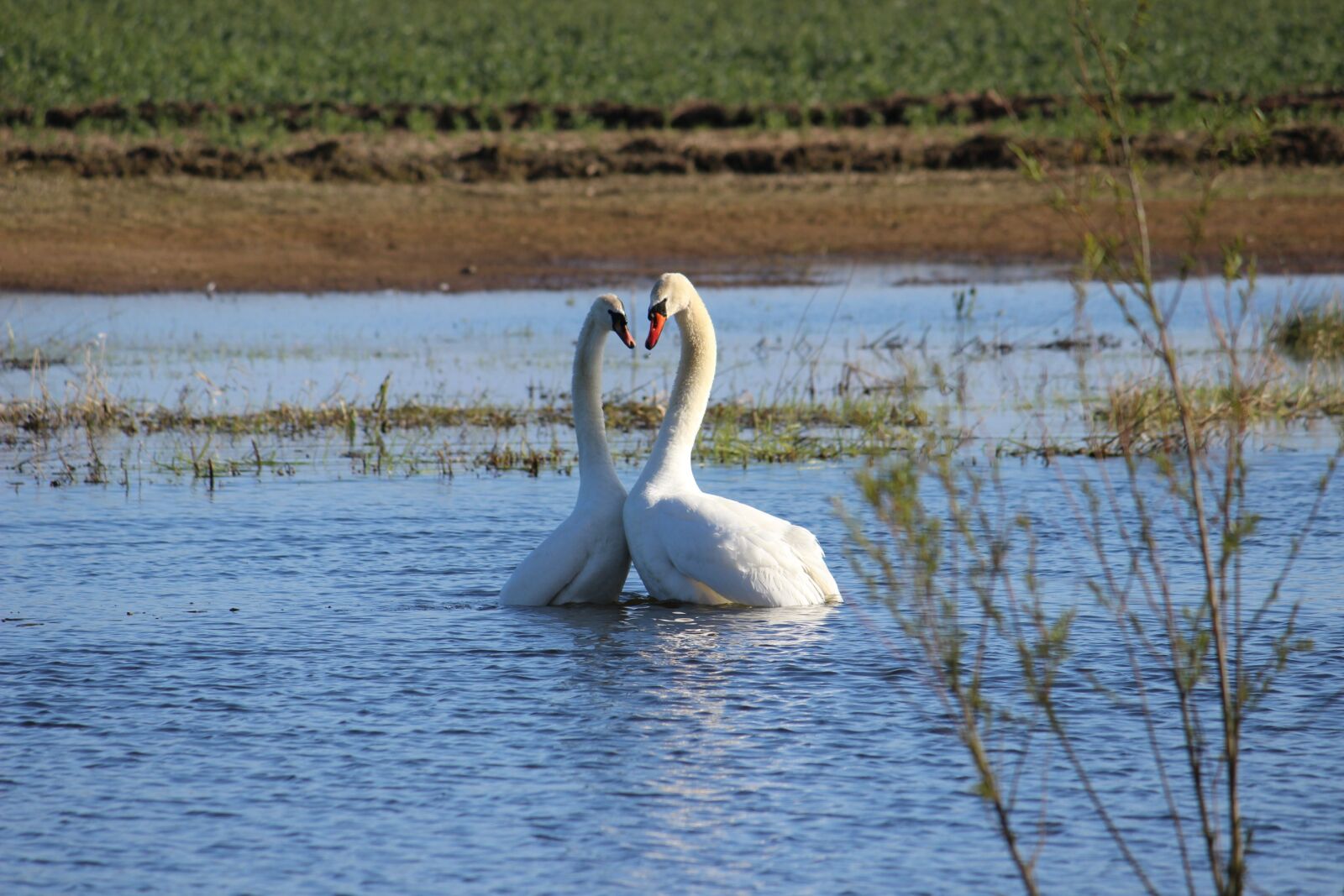 Canon EOS 600D (Rebel EOS T3i / EOS Kiss X5) sample photo. Swans, togetherness, harmony photography