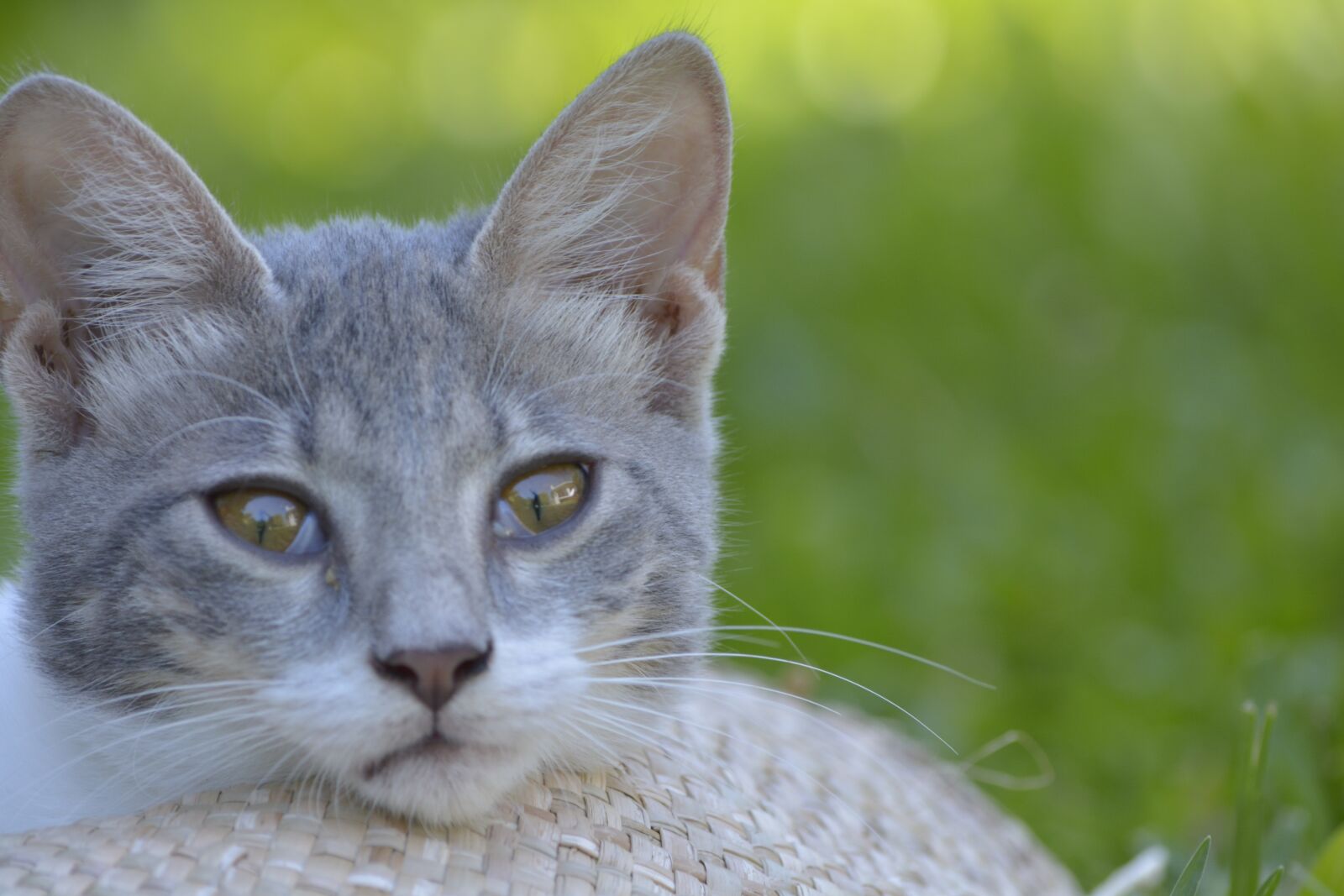 Nikon D5200 sample photo. Pets, cats, thinking photography