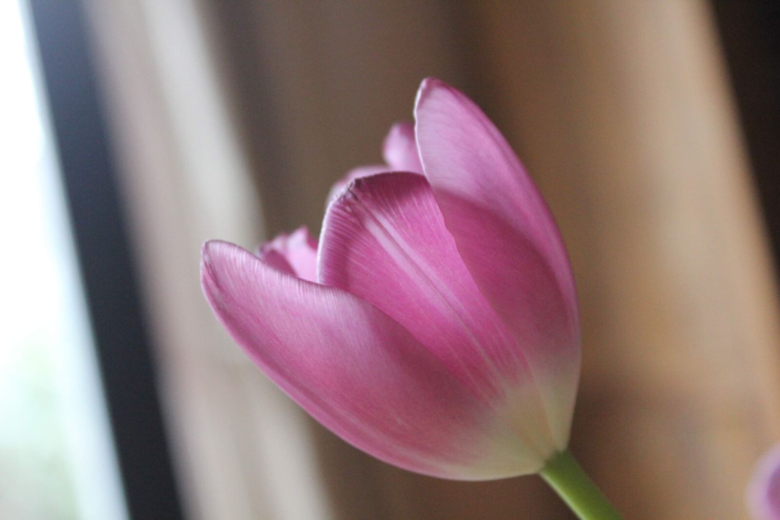 Canon EOS 550D (EOS Rebel T2i / EOS Kiss X4) sample photo. Rose, flower, pink photography