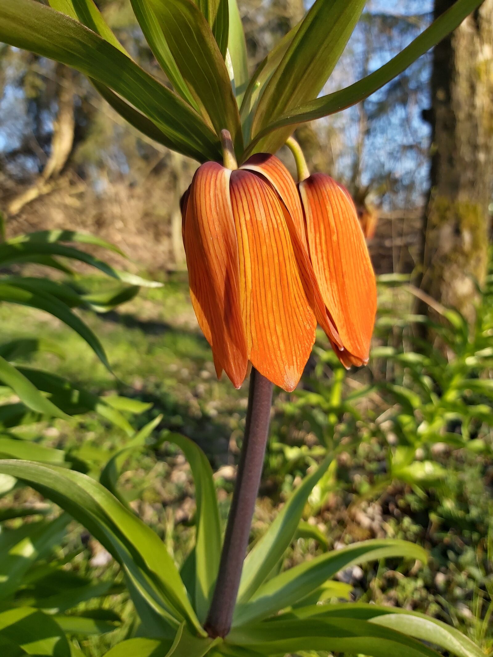Samsung Galaxy A70 sample photo. Imperial crown, fritillaria imperialis photography