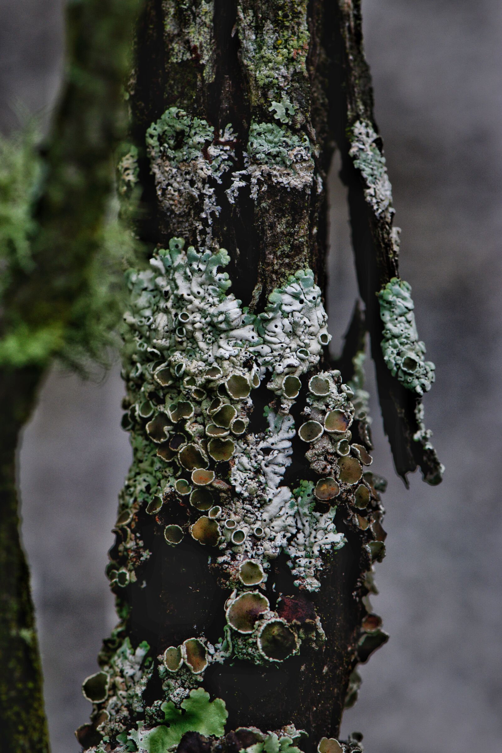 Nikon D3300 sample photo. Branch, lichen, nature photography
