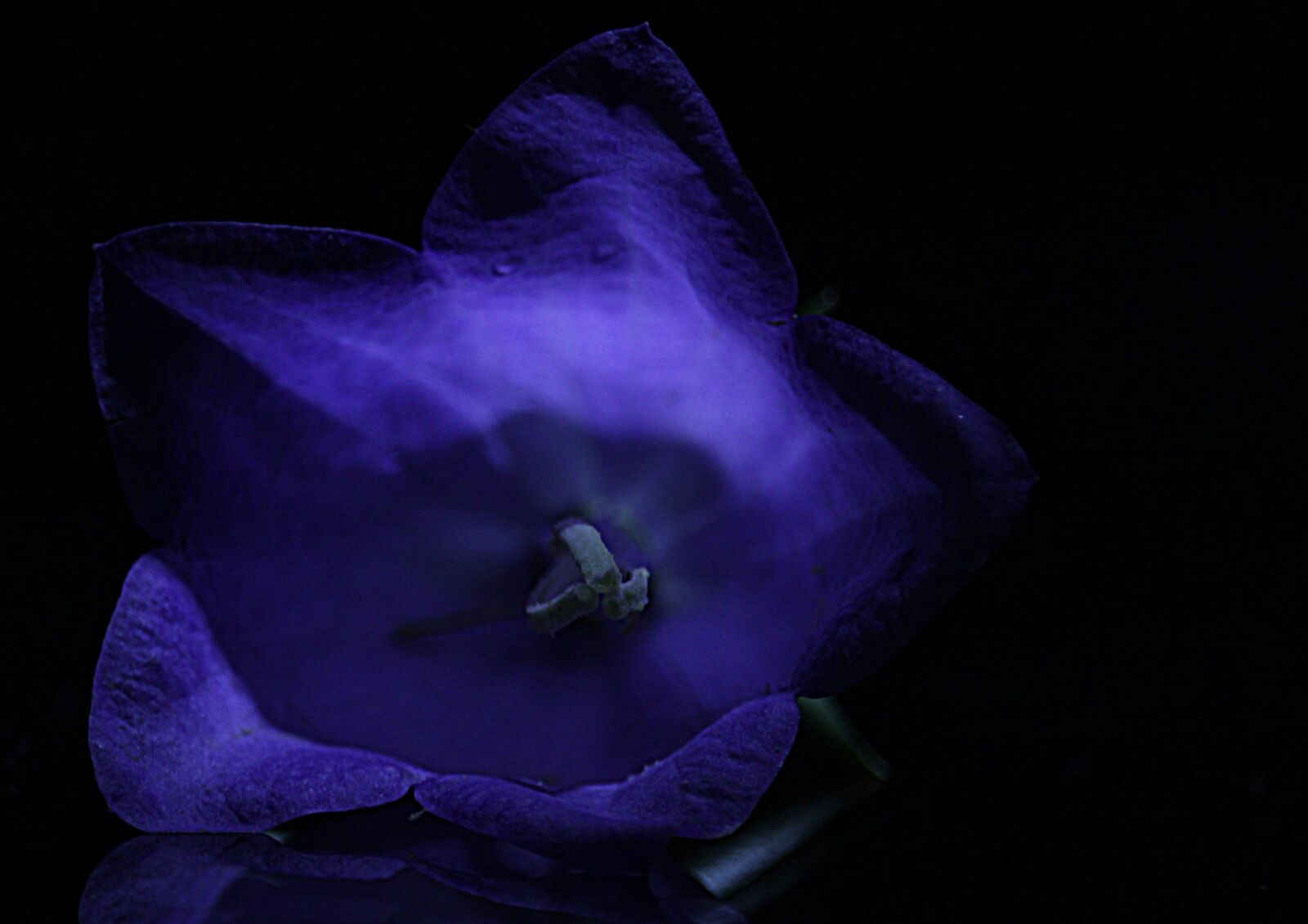 Canon EF-S 55-250mm F4-5.6 IS STM sample photo. Bell, flower, bloom photography
