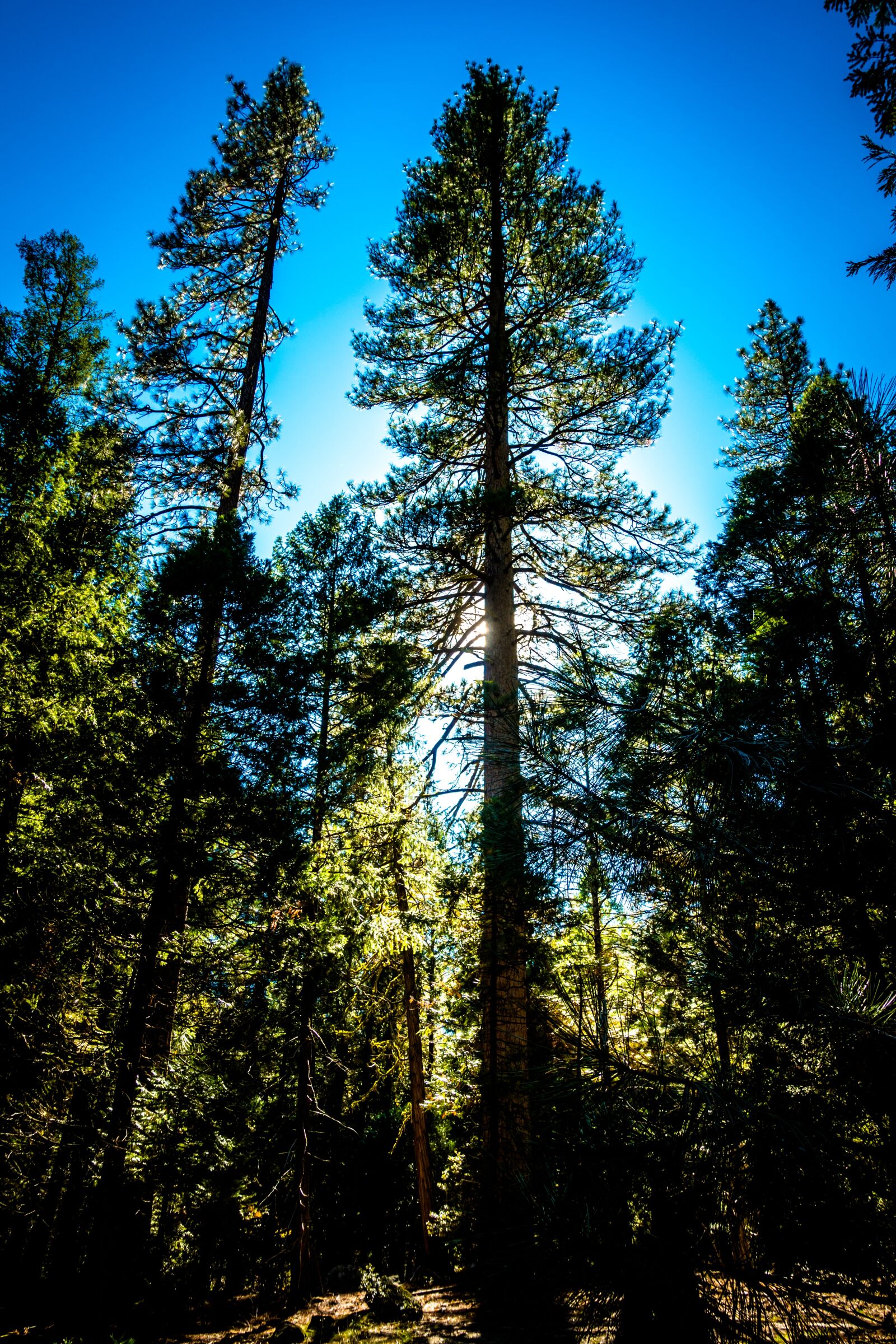 Sony Cyber-shot DSC-RX100 IV sample photo. Yosemite, yosemite valley, national photography