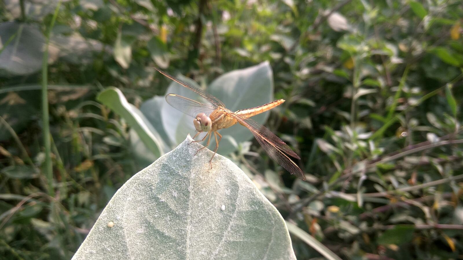 Xiaomi Redmi Note3 sample photo. Dragonfly, insect, arthropoda photography