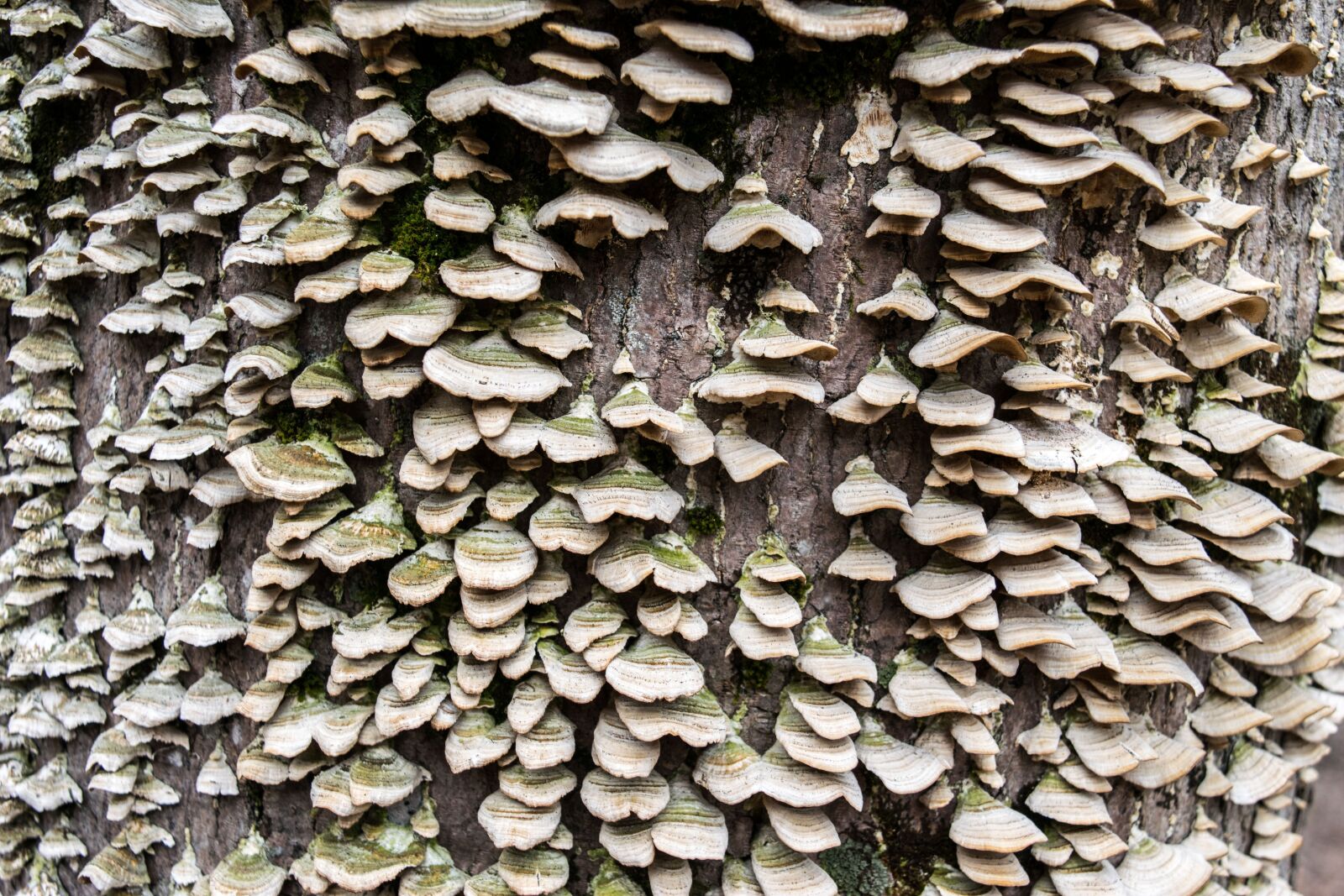 Nikon D3300 sample photo. Desktop, pattern, nature photography
