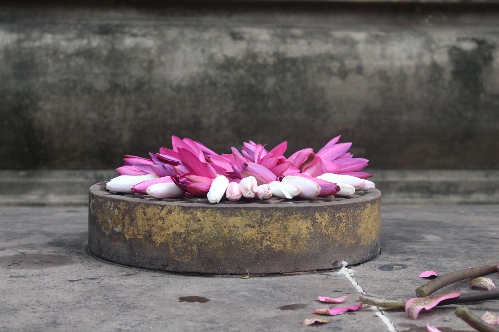 Canon EOS 700D (EOS Rebel T5i / EOS Kiss X7i) sample photo. Stone, flower, nature photography