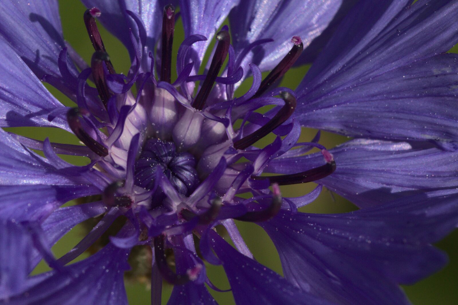 Canon EOS 700D (EOS Rebel T5i / EOS Kiss X7i) sample photo. Corn, cornflower, blue photography