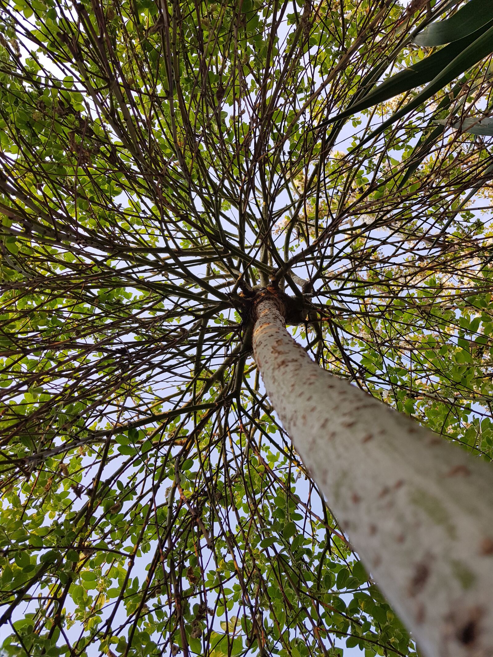 Samsung Galaxy S8 sample photo. Nature, summer, beautiful photography