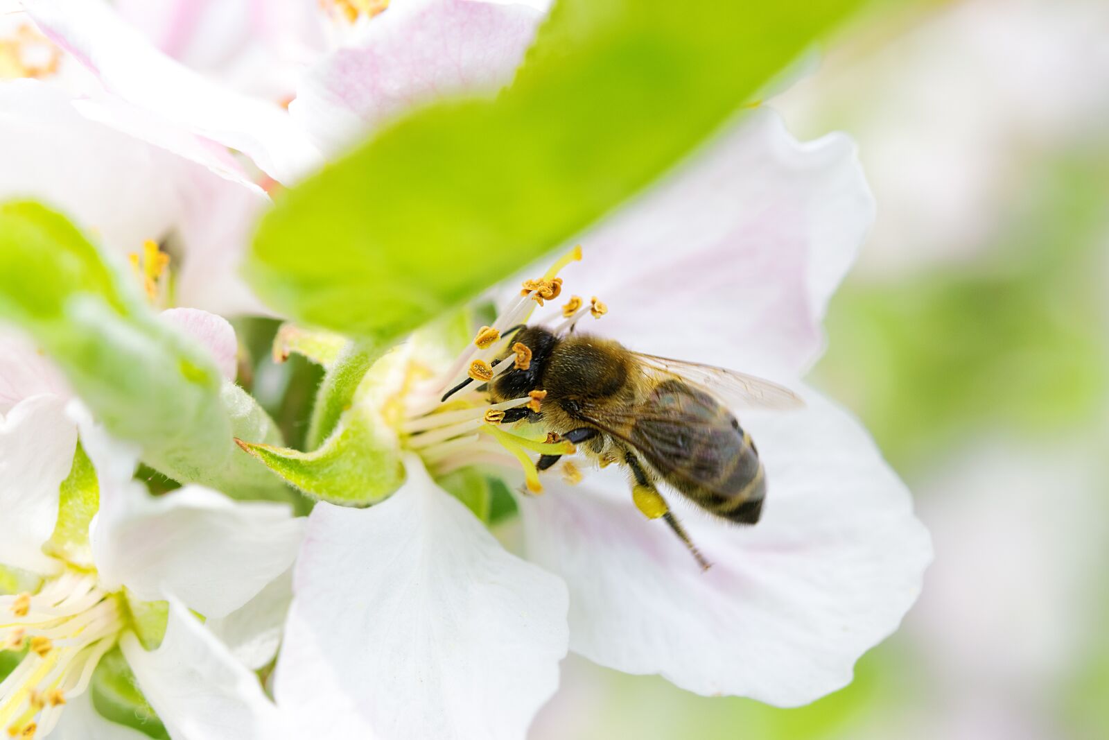 Nikon D5300 sample photo. Bee honey collects, spring photography