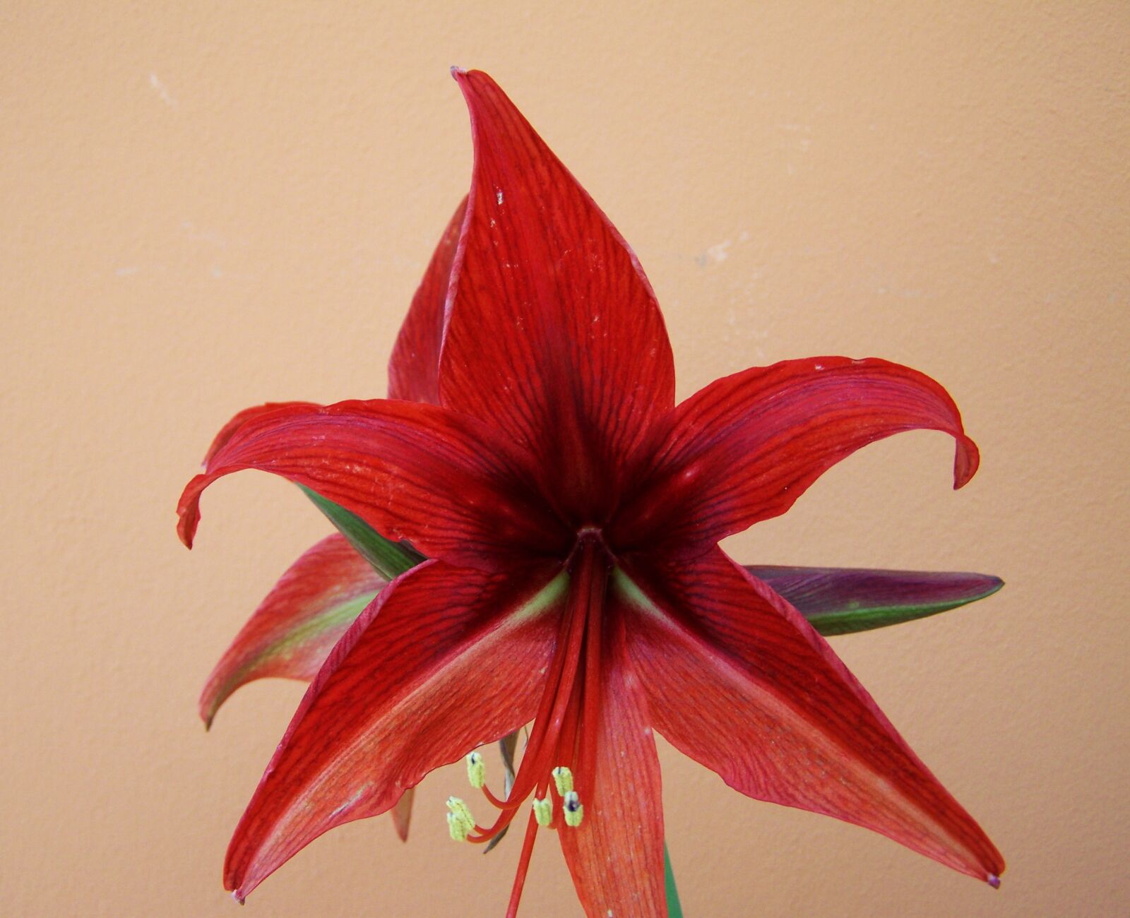Kodak EASYSHARE ZD710 ZOOM DIGITAL CAMERA sample photo. Amaryllis, cone inflorescence, bulbous photography