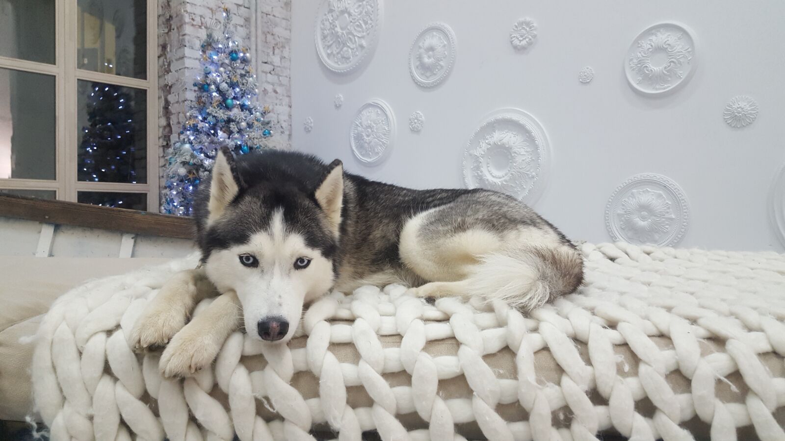 Samsung GALAXY S6 edge sample photo. Husky, photoset, boat photography