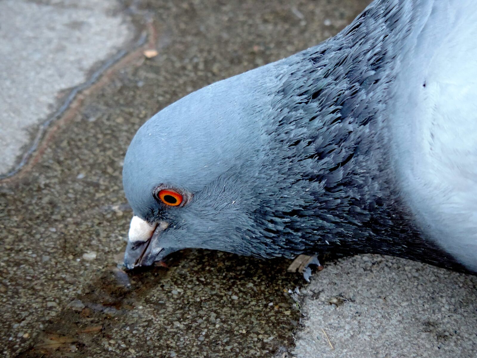 Nikon Coolpix P520 sample photo. Pigeon, feather, beak, wildlife photography