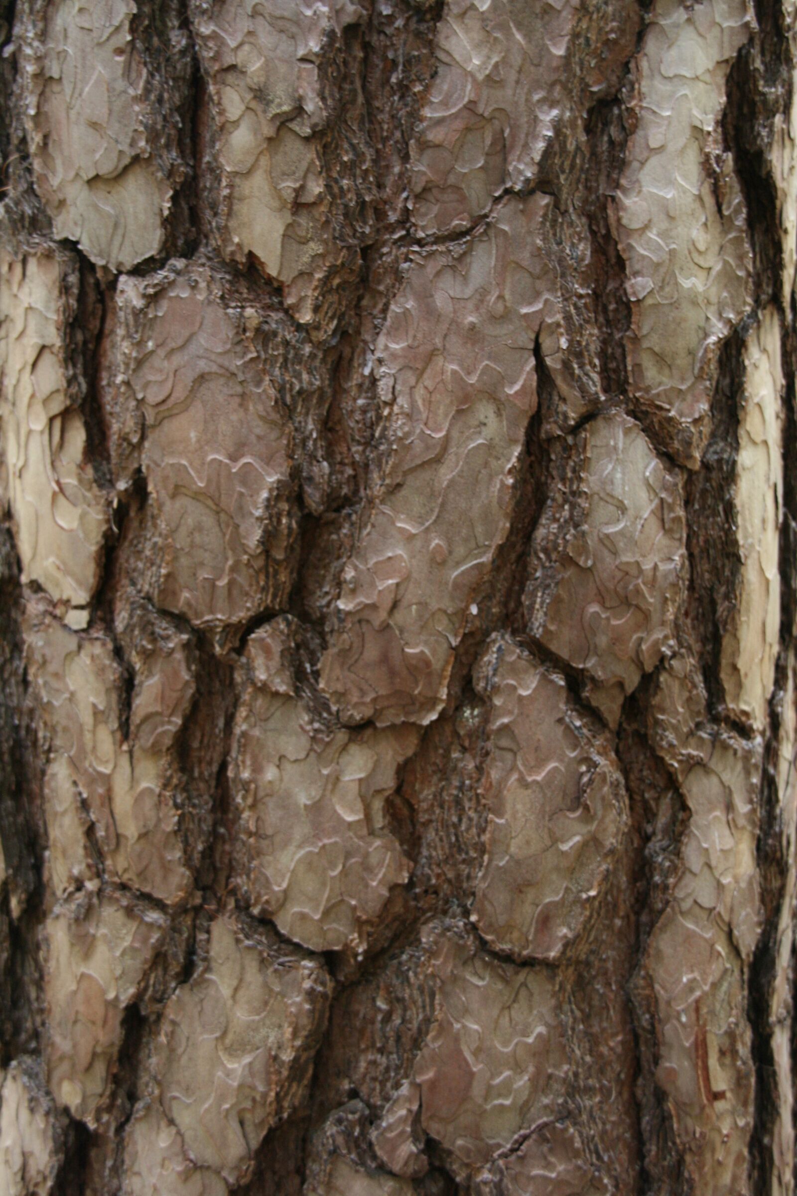Canon EOS 400D (EOS Digital Rebel XTi / EOS Kiss Digital X) sample photo. Bark, tree, scale photography