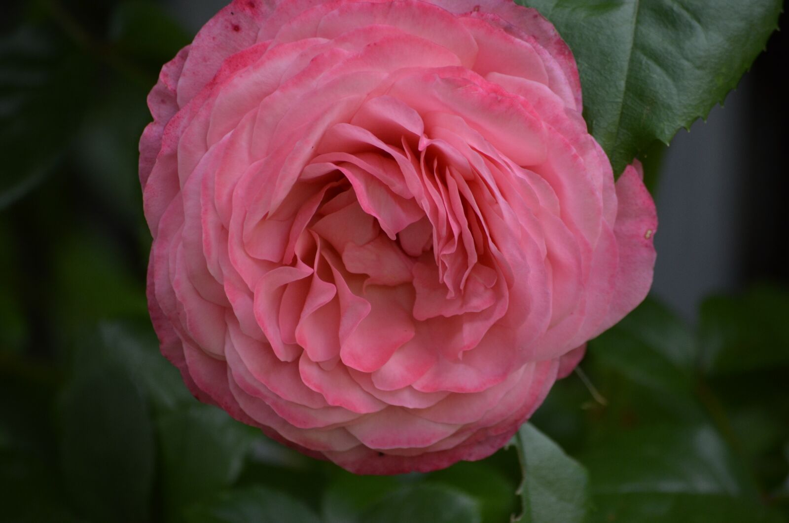 Nikon D5100 sample photo. Roses, pink rose, flowers photography