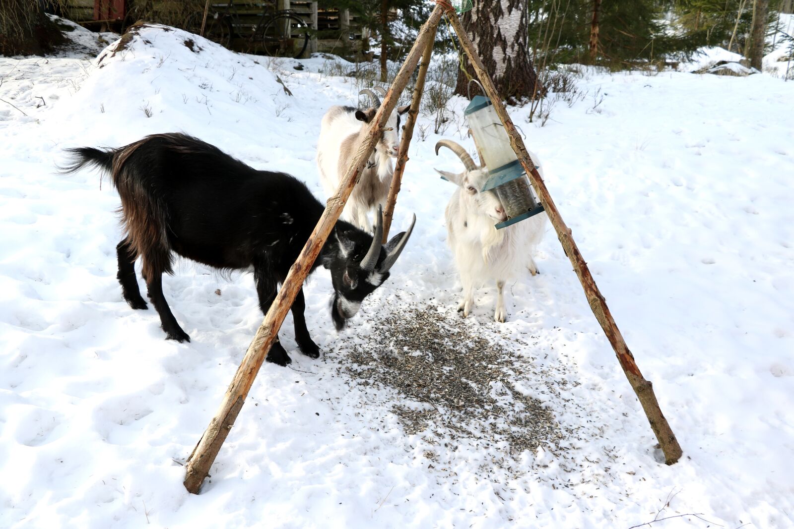 Canon EOS 750D (EOS Rebel T6i / EOS Kiss X8i) sample photo. Snow, winter, cold photography