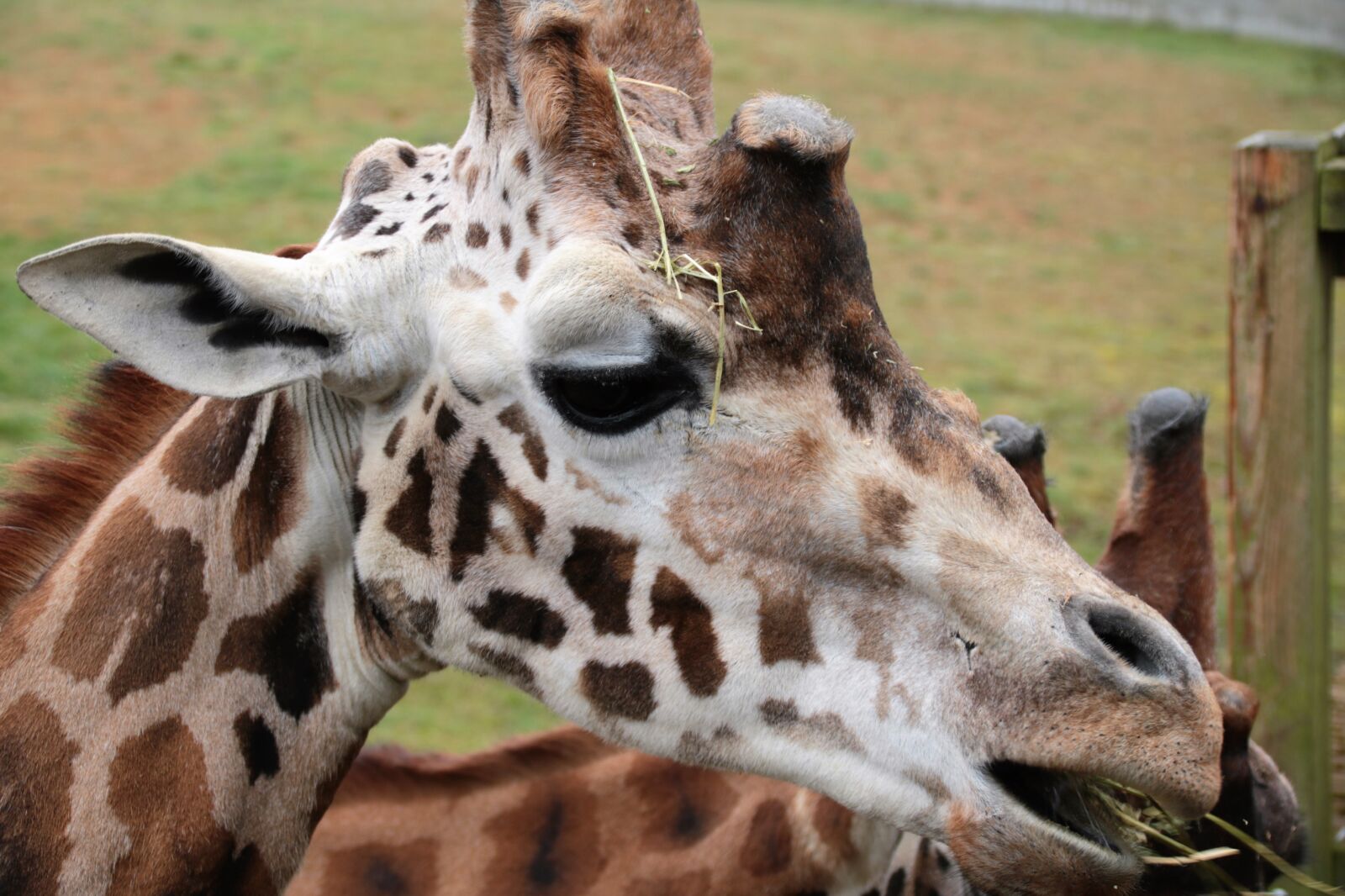 Canon EOS 760D (EOS Rebel T6s / EOS 8000D) sample photo. Giraffe, wildlife, animal photography
